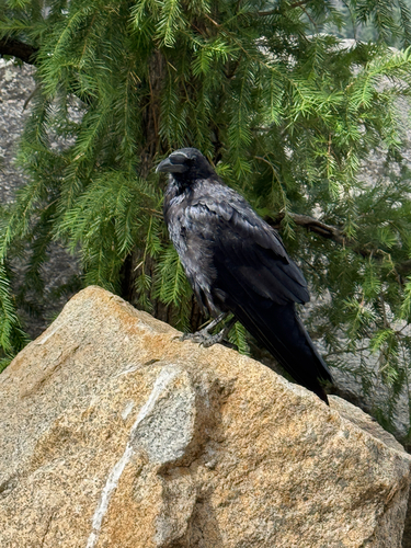 iNaturalist observation photo of Common Raven