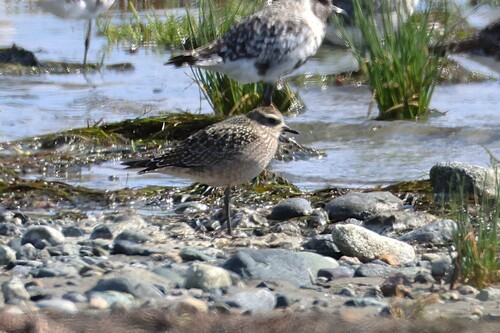 iNaturalist image