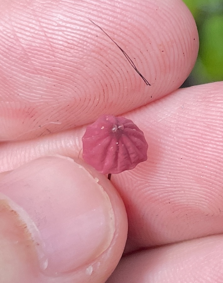 purple pinwheel · September 2026 · photo: Photo: (c) Nathaniel Isabella, some rights reserved (CC BY) · iNaturalist