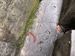 Scolopendra multidens