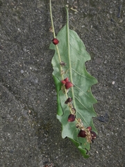 Andricus grossulariae