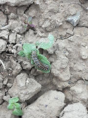 Melitaea didyma