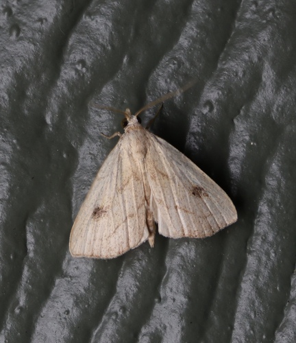 Spotted Grass Moth