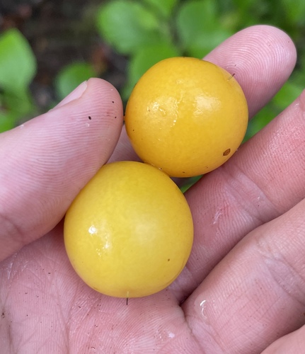 Ximenia americana, photograph 3