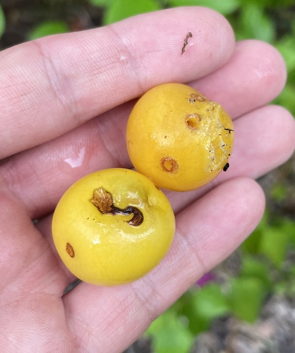 Ximenia americana, photograph 4