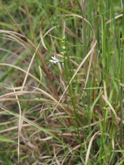Lobelia glandulosa, photograph (c) carter, some rights reserved (CC BY)
