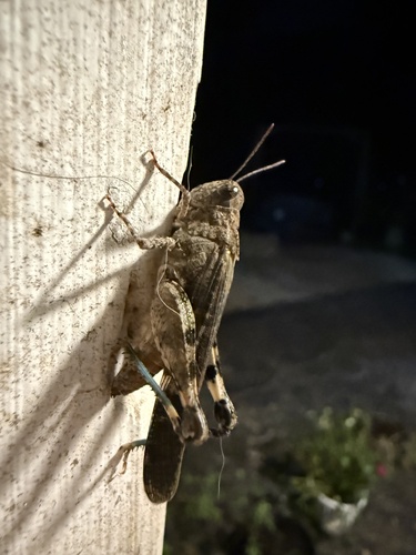 Southwestern Dusky Grasshopper