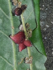 Andricus grossulariae