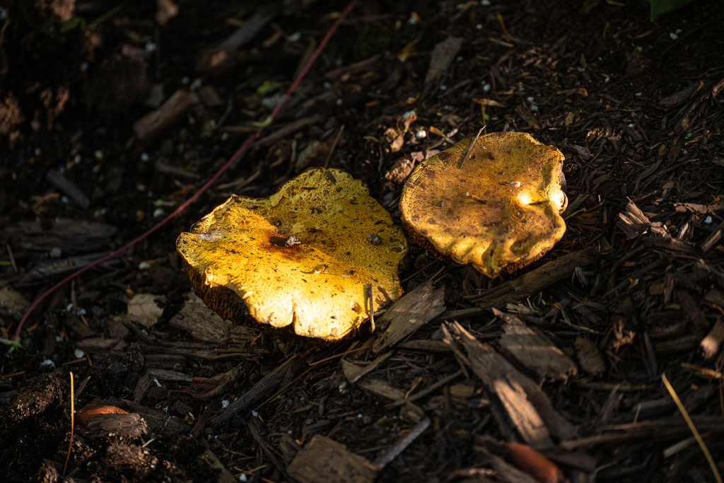 Chicken Fat Mushroom · September 2026 · photo: Photo: (c) Martin Tremblay, some rights reserved (CC BY) · iNaturalist