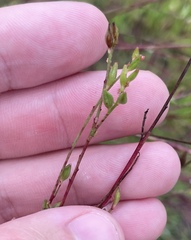 Oenothera simulans, photograph (c) Nathaniel Isabella, some rights reserved (CC BY)