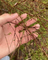Oenothera simulans