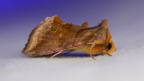 Unspotted Looper Moth