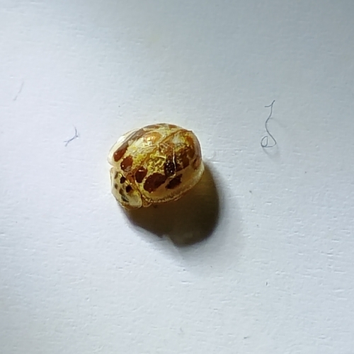 Psyllobora confluens