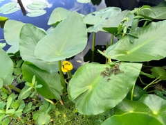 Nuphar advena, photograph (c) Melissa Meadows, some rights reserved (CC BY)