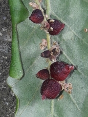 Andricus grossulariae