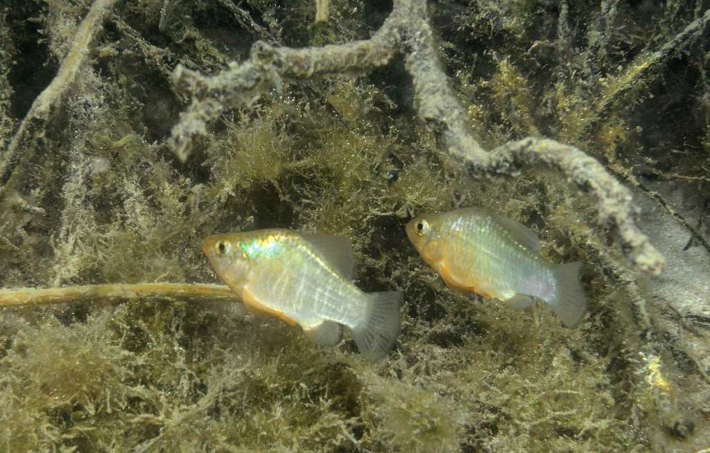 Cuban pupfish (Cyprinodon riverendi) — Cyprinodontidae
