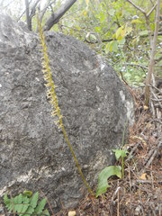 Mesadenus polyanthus