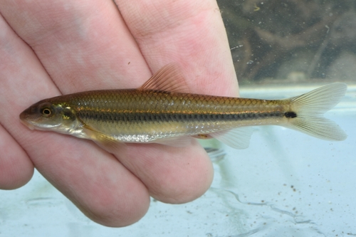 Suckermouth Minnow