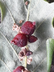 Andricus grossulariae