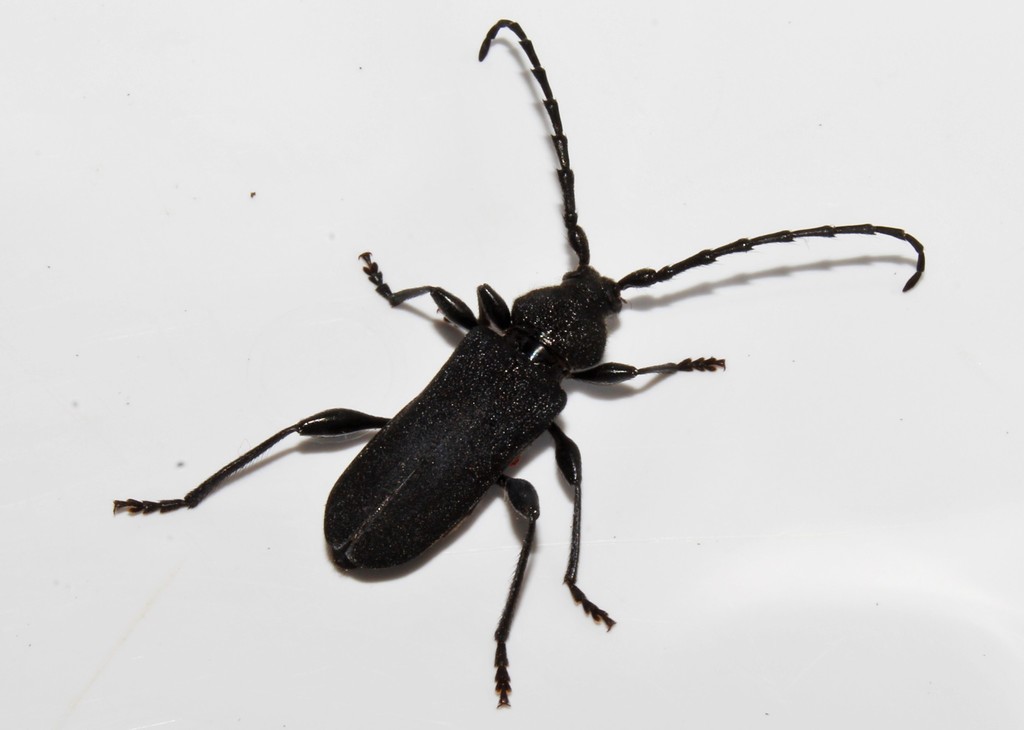 Ropalopus clavipes