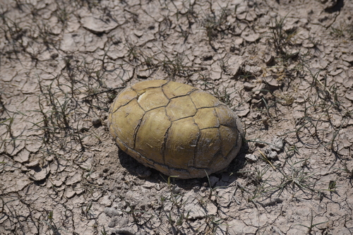 Tortuga pecho quebrado amarilla