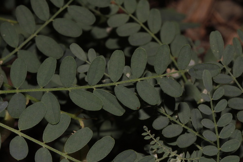 Sphaerophysa salsula, photograph 6