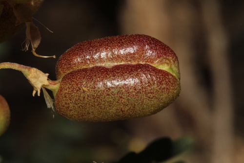 Sphaerophysa salsula, photograph 5