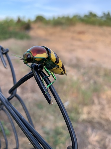 Temognatha duboulayi · iNaturalist