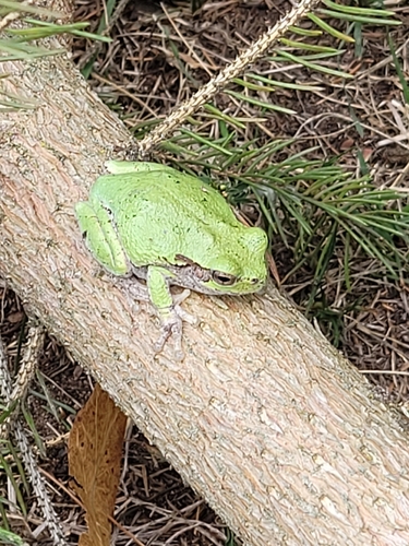 Gray Treefrog Species Complex