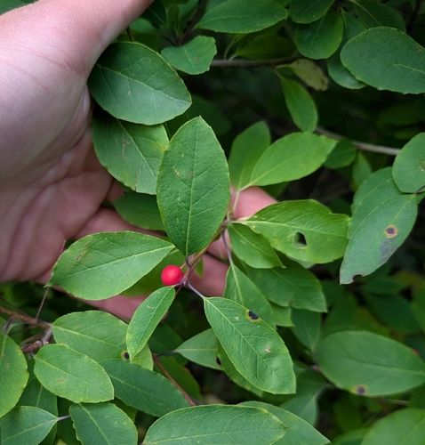 Ilex mucronata, photograph 5