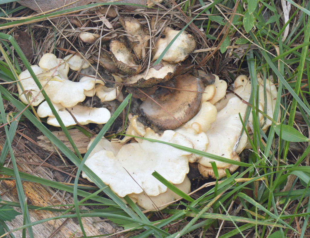 Favolus brasiliensis · September 2026 · photo: Photo: (c) Celeste Ray, some rights reserved (CC BY) · iNaturalist