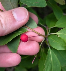 Ilex mucronata, photograph (c) Tyler Ekholm, some rights reserved (CC BY)