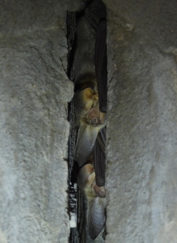 Pallid Bat