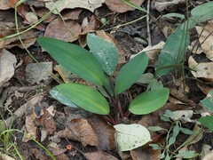Orontium aquaticum, photograph (c) carter, some rights reserved (CC BY)