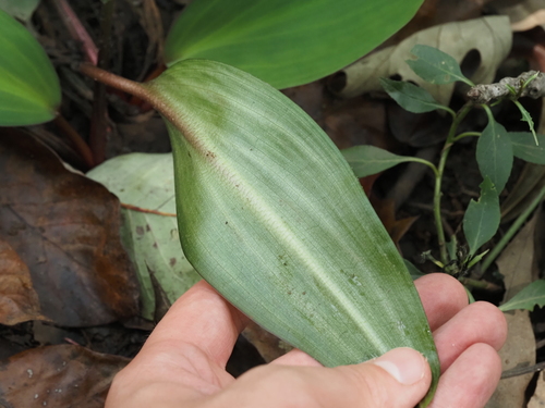 Orontium aquaticum, photograph 3