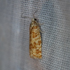 Retinia virginiana