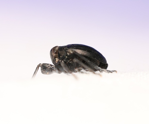 Black Leaf-leg
