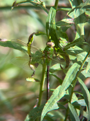 Common Green Darner