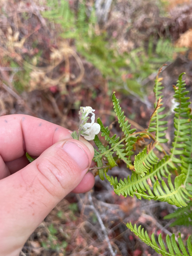 Sairocarpus coulterianus, photograph 2