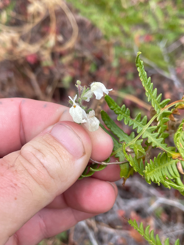 Sairocarpus coulterianus