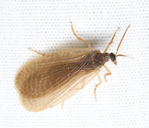 Forcepfly
