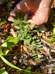 Comandra umbellata, photograph author not stated, no rights reserved