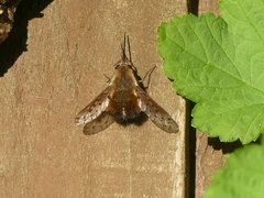 Bombylius discolor