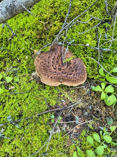 shingled hedgehog
