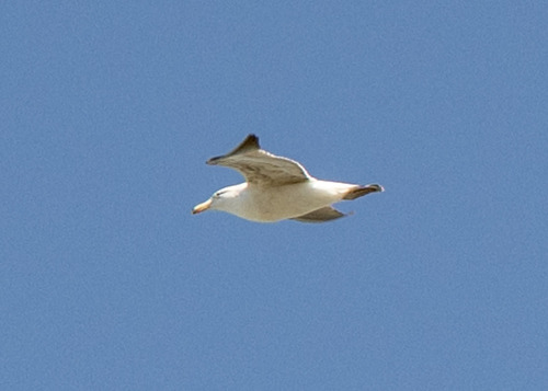 iNaturalist image