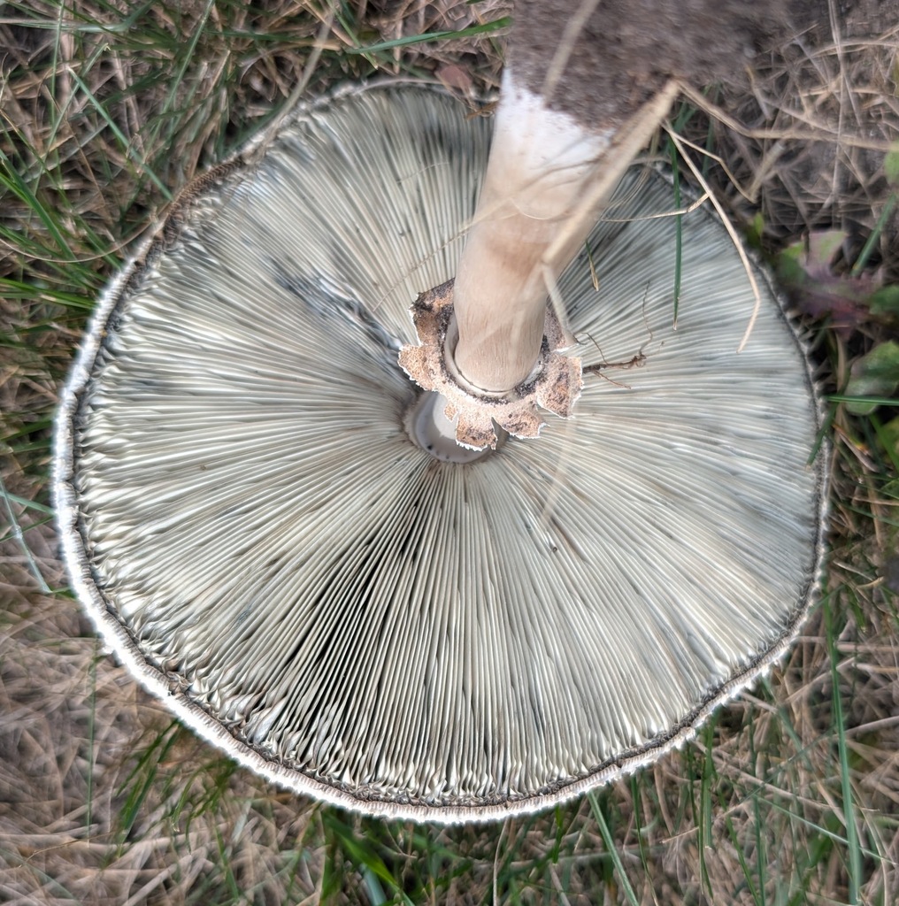 Green-spored Parasol · September 2026 · photo: Photo: (c) Marilynn Miller, some rights reserved (CC BY) · iNaturalist