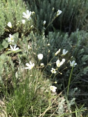 Eremogone procera
