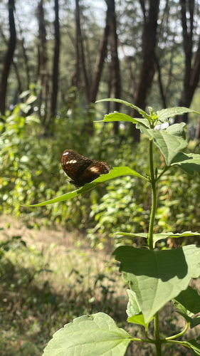 Great Eggfly