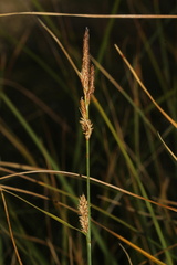 (c) Austin Saunders, some rights reserved (CC BY) Carex pellita, photograph (c) Austin Saunders, some rights reserved (CC BY)