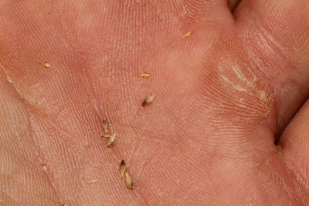 Carex pellita; photograph (c) Austin Saunders, some rights reserved (CC BY)